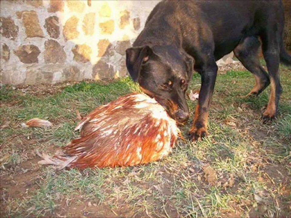 Teq et Chiqui avec poulet janvier 2012