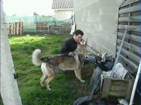 chien loup tchecoslovaque et recherche utililitaire sur les objets