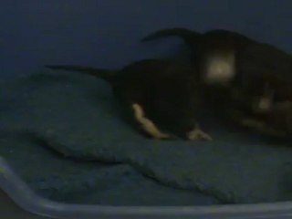 Jeux de BB Cavaliers King Charles