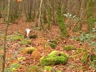 Clip arrêt Bécasse tuée par Louis  Bijude  7/01/2012