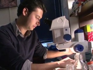 Retour vers le futur : des fourmis supersoldates