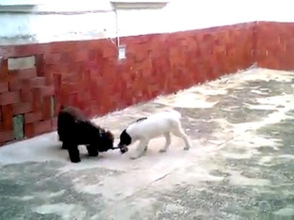 Reky vs Sherpa