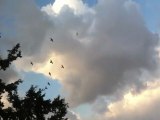Birds circling above our house