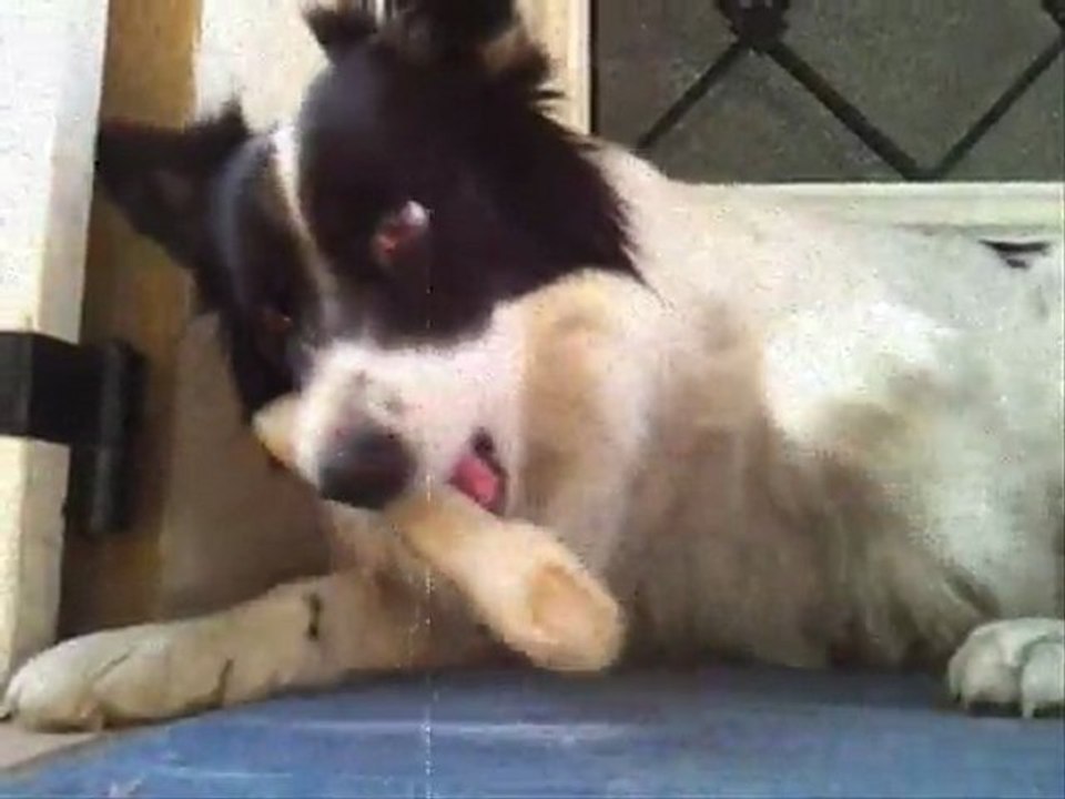Mes animaux
