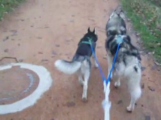 1er entrainement pour Genghis - 7 mois