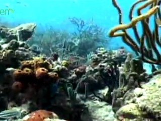 Your Actions Affect the Reefs Future
