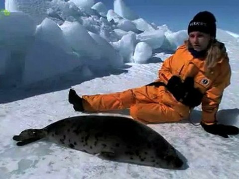 Harp Seal Hunt in Canada