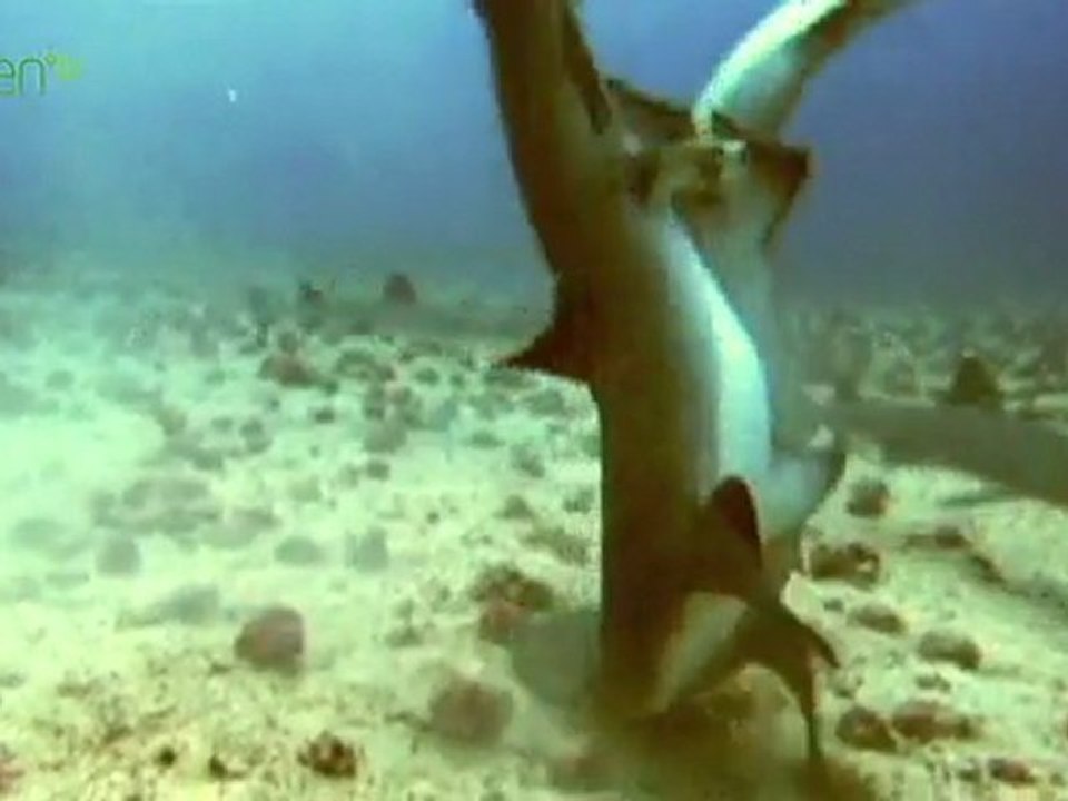Mating Season