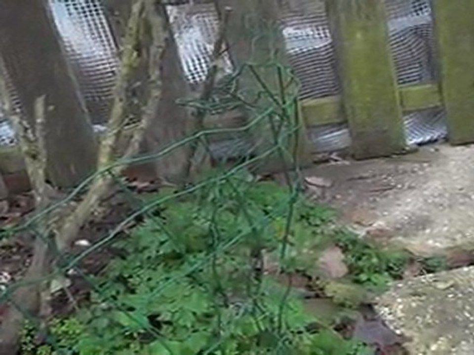 chiots colleys stuarts de boisbelle 1 mois 1ere sortie