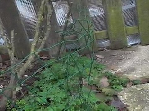 chiots colleys stuarts de boisbelle 1 mois 1ere sortie