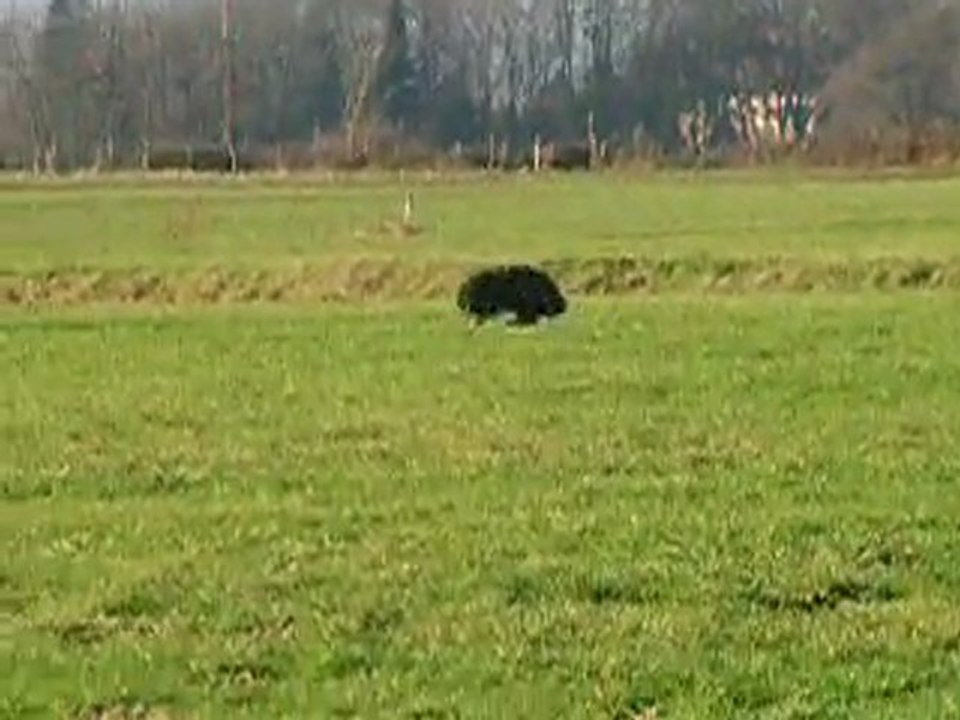 Pouchka, piste libre, le jour de ses 13 ans