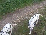 Chiots dalmatiens