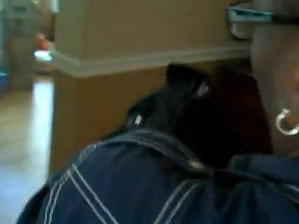 Puppy's first bath