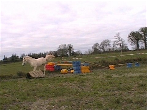 Quitus de la Loue étalon Connemara par Dexter Leam Pondi