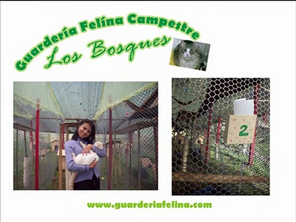 Cuidamos tu gato en (Guarderia) (Felina) (Bogota)