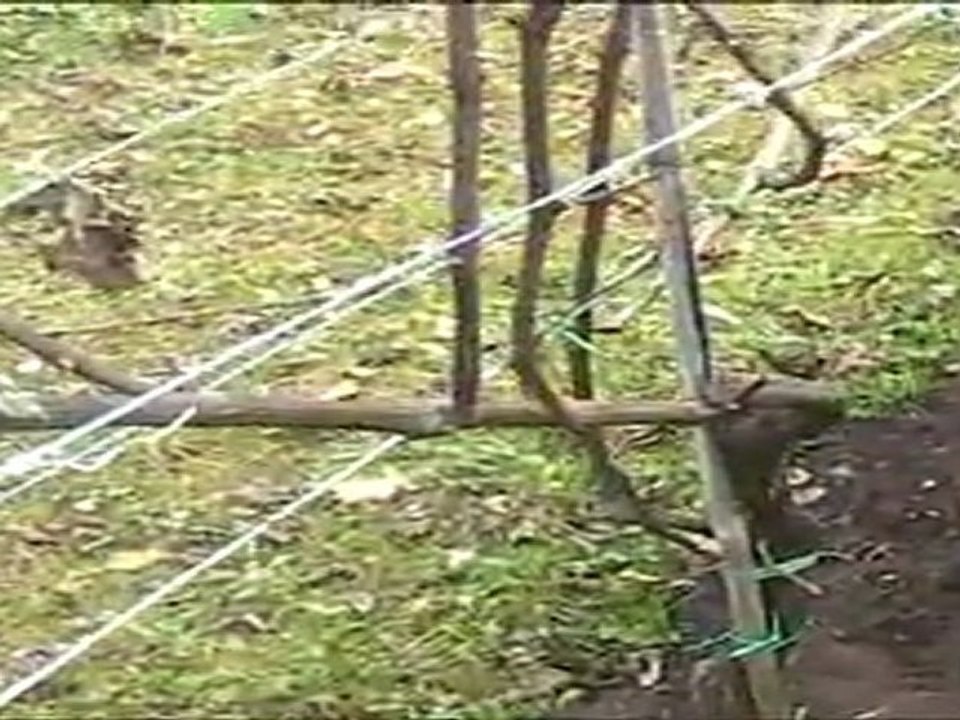 Azienda vitivinicola La Badina, Lessona, Biella