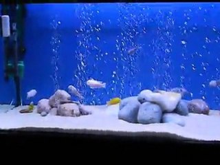 Karışık child tankım
