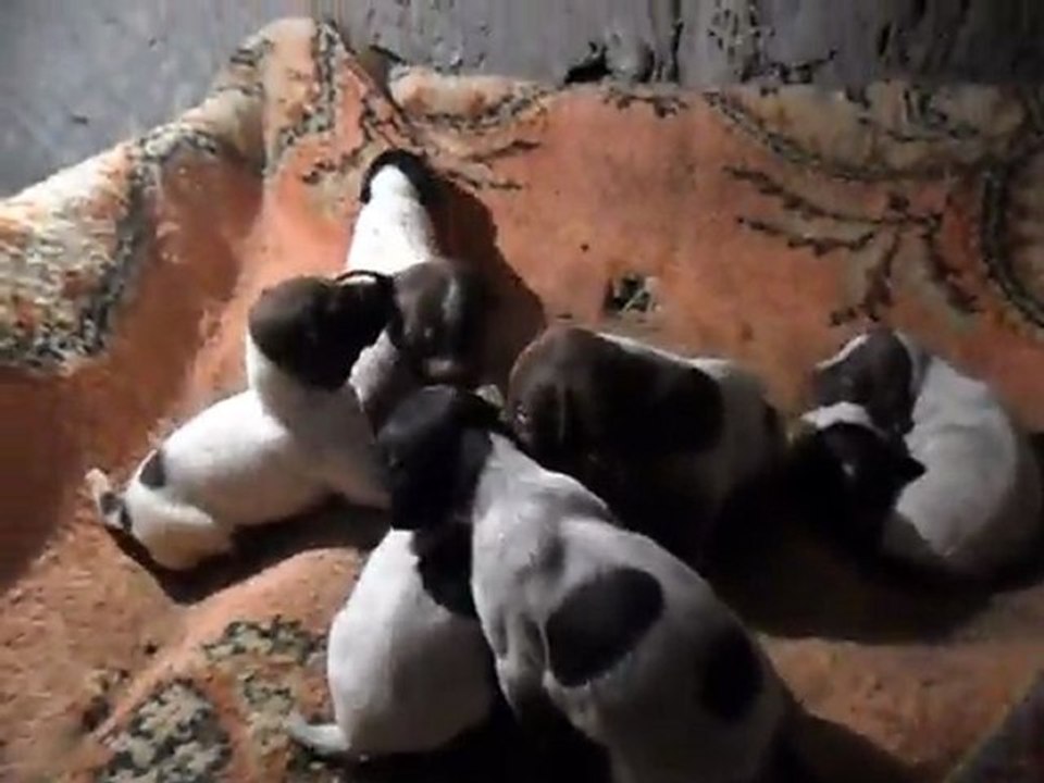 Ferma Kurzhaar Kennel 22.12.2012 Doğumlu Satılık Kurzhaar Yavrular