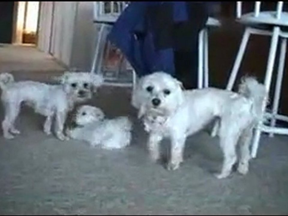 CUTE PUPPIES - 8 Weeks Old- Puppies vs Cat