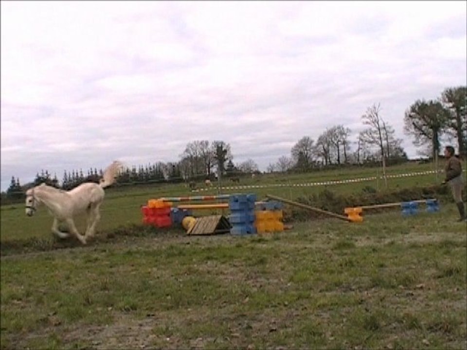 Quitus de la Loue étalon Connemara par Dexter Leam Pondi version longue