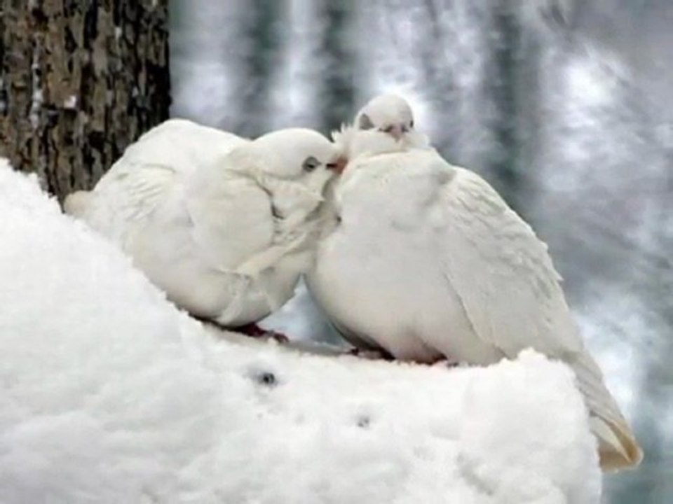 TİMUR SELÇUK & BEYAZ GÜVERCİN