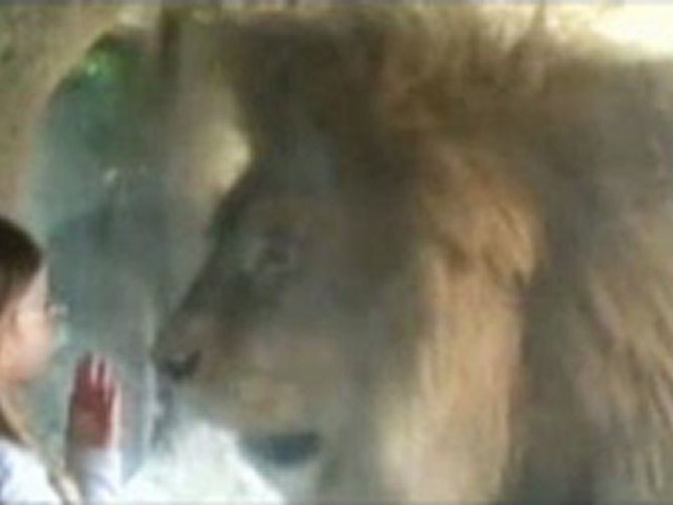 WATCH!! Little girl wins staredown with lion [VIDEO REPORT]
