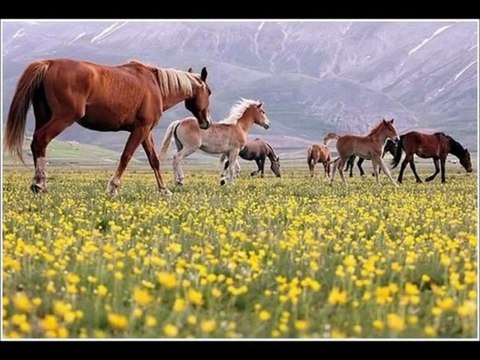 Conquest of Paradise ~ Vangelis