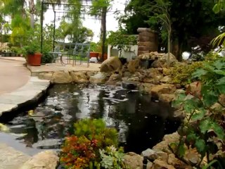 Natural Rock Waterfall and Koi Pond with Disappearing Edge in Rancho Santa Fe