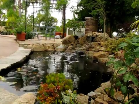 Natural Rock Waterfall and Koi Pond with Disappearing Edge in Rancho Santa Fe