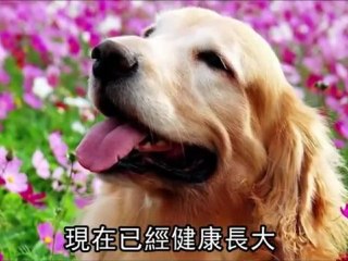 Vet loses libel suit against dog owner