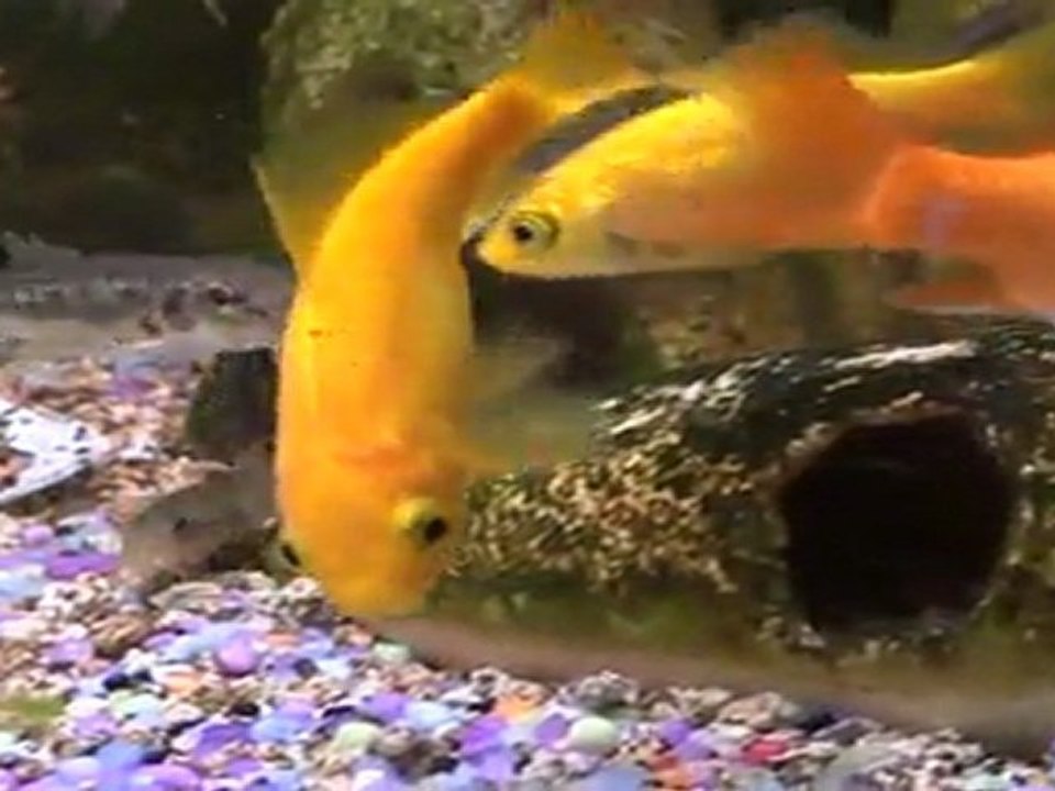 00000 Mon aquarium de poissons rouges et de poissons sauvages .