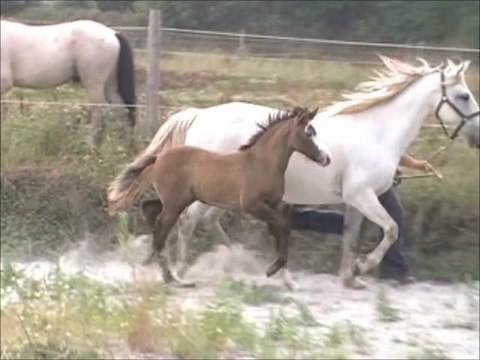 Beyblade Tartifume pouliche Connemara né en 2011 par Quitus de la Loue