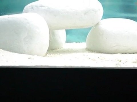 BEMBA GOLD O.B ERKEKLERİN KAVGALARI BAŞLADI