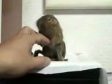World Smallest Monkey Pygmy Marmoset or Finger Monkey