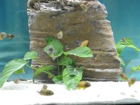 BEMBA GOLD O.B ERKEKLERİN KAVGALARI BAŞLADI