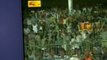 Highlights Sri Lanka South Africa ODI Series Live - Live Stream South Africa vs Sri