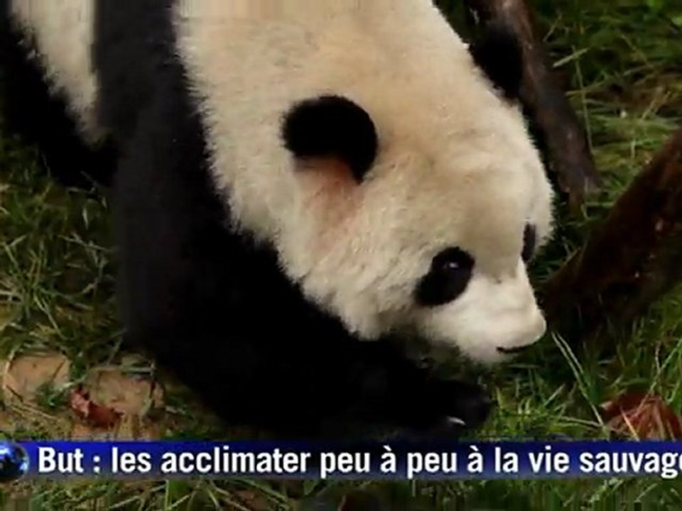 La Chine veut réacclimater à la vie sauvage des pandas