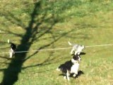 les chiots jouent avec leur mère