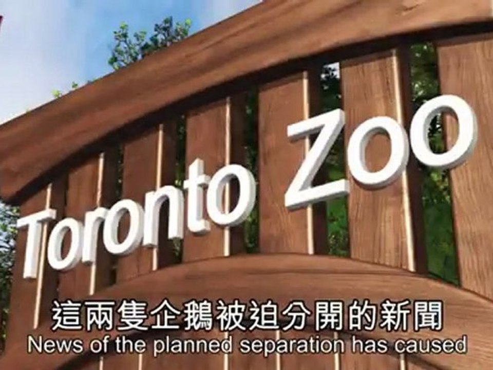 Gay penguins Buddy and Pedro to be separated by Toronto Zoo