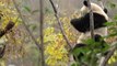 China launches operation to free pandas into wild