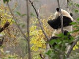 China launches operation to free pandas into wild