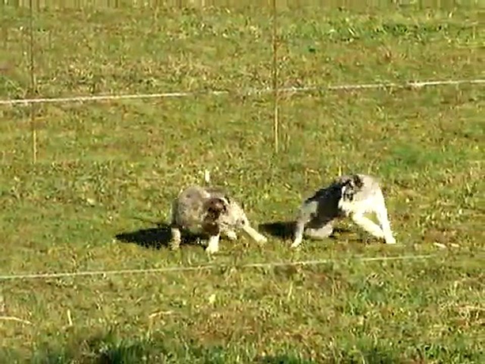 les chiots jouent avec leur mère