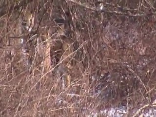 First deer sighting of 2012