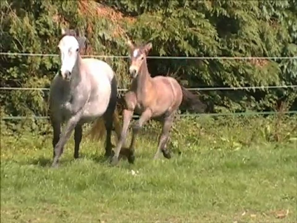 Bubble Soap Tartifume femelle CO par Quitus de la Loue