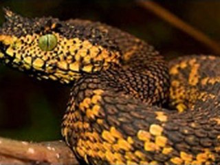 OMG!! New snake in Tanzania: 'Fierce, probably venomous' [VIDEO REPORT]