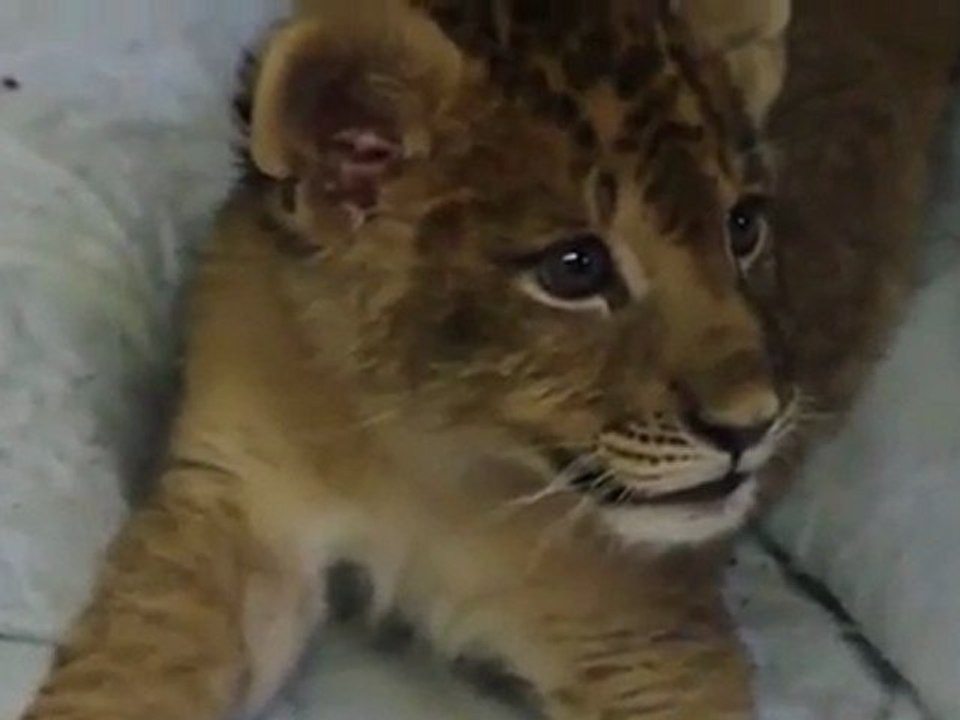 Un lionceau s'entraine à rugir