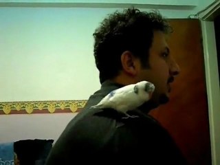 Muck Atım Arap Muhabbet Kuşu Dans