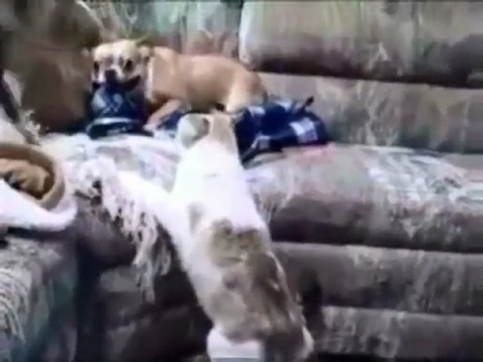 Faut pas faire chier le chat