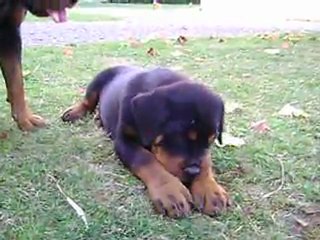 combat chien mere et fils