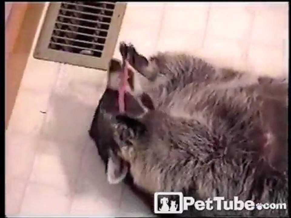Flossing Raccoon
